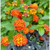 芙菈朵森林 馬櫻丹 紫花馬櫻丹 蔓性馬櫻丹 5-6吋盆 香花植物 綠籬植物 3色