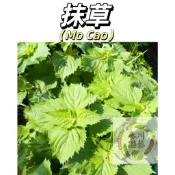 台灣現貨（抹草種子）野生抹草種子 廣防風草野蘇麻落馬衣排風草穗草土藿香茉草中草藥材
