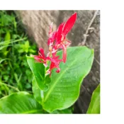 紅蓮蕉 紅色美人蕉 根莖裸根 下單現採出貨  嫁娶植物