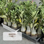 金蘭花園🏷️ 嫁接頭種子 單瓣 50顆入 沙漠玫瑰種子 粉色系 懶人植物 戶外植物
