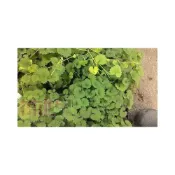 (店+)花森好市-香草植物**金錢薄荷**5吋盆/高20-35cm/青草茶飲品常用/MA
