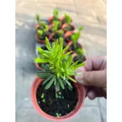 雀舌 / 小葉 羅漢松｜3吋盆/ 3.5苖植袋～多年生常綠小喬木⋯