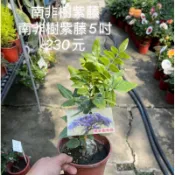 霏霏園藝南非樹紫藤 南非樹紫藤5吋 230元