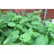 茂豐~茴藿香   Anise hyssop   甘草薄荷    三吋盆栽$55