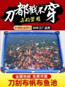 【免運】刀刮布魚池水池防水布專用加厚帆布養魚箱大型養殖折疊帶支架塑料可移動