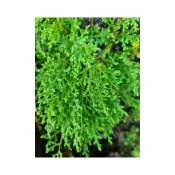 (店+)苔鑽🍀 ❗️買2送1❗️異葉卷柏「片裝10x10cm」卷柏 江南卷柏 岩柏草 石柏擬蕨類植物 生態瓶造景 半水景生態缸