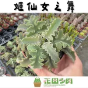 《花田多肉》🌵【姬仙女之舞】 3吋盆 多肉植物/仙人掌/戶外植物/多肉/景天科