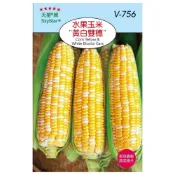 (店+)【天橙種子】水果玉米-黃白雙穗種子 雙色玉米 根莖類種子 天星牌 穗耕種苗 彩色原包裝 小包裝