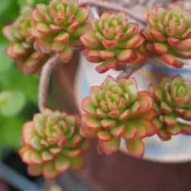 喬伊斯塔洛克 /1吋（3頭）🌵【療癒多多肉】全館訂單需滿200元才會出貨🚚