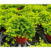 蕨類植物卷柏  雲朵鐵線蕨 孔雀鐵線蕨 鐵線蕨  ( 台灣香蘭，鹿角蕨，石斛蘭，台灣風蘭 蝴蝶蘭) 卷柏