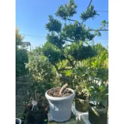 霏霏園藝賺錢也很稀鬆羅漢松盆栽趙姓 種羅漢松盆栽越種越賺大錢 風水樹-種羅漢松賺錢也很輕鬆