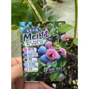 田尾玫瑰園 l Mei11專利藍莓 3.5吋 高30公分 溫帶植物