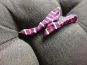 高質感娃娃小物～838～長統襪～芭比可穿