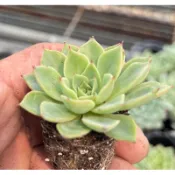 多肉植物-貝拉朵娜（穴盤苗帶土球不附花牌）-慈碩農場
