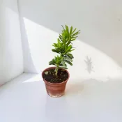 植物空間 晶鑽羅漢松3/6寸 室外植物 陽光植物 盆栽 小品盆栽