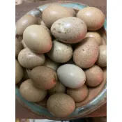 ‼️買15送3買越多送越多‼️回歸客戶加碼送蘆丁雞迷你雞🐔 （蘆丁雞種蛋）回歸客戶
