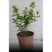 花囍園_圍籬綠化植物—星星茉莉--滿天星茉莉~白花香氣濃郁/6吋