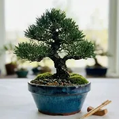 小品盆景 真柏 黑松 台灣現貨【彩釉藍綠寬口淺盆】五葉松 壽娘子 櫸木 杜鵑 花果樹木 植木缽 控根盆 侘寂風 🌿