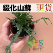 綴化山蘇 三吋盆寄出 山蘇 觀葉 蕨類 室內栽培 簡單小品 新手入門 造景 生態瓶﹝珍奇植物 CarnivoRUs﹞