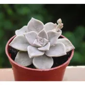 朧月石蓮花 (3寸) 多肉植物 觀葉植物【花樣渼栽盆栽生活館🌿】