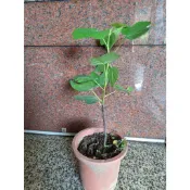 無花果苗 花果苗 樹苗 果苗 觀賞植物