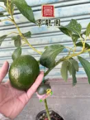 【景龍園 】綠得酪梨苗 4.5吋盆 宅配350元 自取280元 嫁接苗 A型花 產地直銷 立德 酪梨 酪梨苗 reed