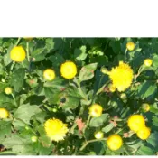 【 杭州菊枝條】杭菊｜扦插枝條｜可食用菊花