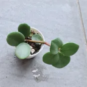 薄荷葉椒草：多肉植物