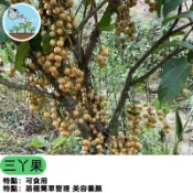 木奶果種子 三丫果 三叉果 樹葡萄 泰國櫻桃 台灣果樹苗 盆栽 庭院種植 果樹種子 自栽 園藝 綠化 陽台盆栽 熱帶果樹
