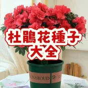 🌹【杜鵑花種子】當季新籽 發芽率高  迎春花  花開爆盆 花香濃郁  新手易種植  陽台庭院盆栽 #超優惠