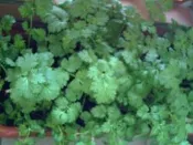 《雜貨鋪》自栽有機新鮮九層塔.薄荷葉