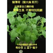 貓草（荊芥）貓大麻 小麥草 五吋盆 大麥草 貓薄荷 黑燕麥