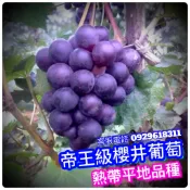 日本帝王級-櫻井葡萄盆栽✅宅配版大苗✅頂尖好吃  葡萄苗 葡萄 果苗 樹苗 矮化果樹 矮生盆栽 矮化盆栽 水果苗