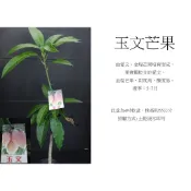 心栽花坊-玉文芒果/嫁接苗/水果苗/芒果品種/特價280
