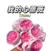 嘉義現貨（我的心爬藤玫瑰種子MG-46）Rose糖色係大花薔薇花月季種子庭院陽台灑下就能活懶人觀賞花卉花海種子