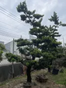 【盛宏園藝】庭園羅漢松︱成型羅漢松F802︱頭徑25公分︱高度400公分以上 (請自取)