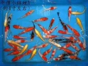 淡水 魚苗 吳郭 草魚 烏鰡 白鰱 鯽魚 鯉魚 鯰魚 加州鱸 台灣鯛 小錦鯉 小龍鯉 金魚 錦鯉 魚餅 好多魚 魚叔叔