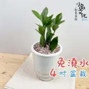 (店+)金錢樹【現貨】4吋透明條紋免澆水盆栽 室內植物 室內盆栽 懶人盆栽 水培植物 水培盆栽 室內盆栽 觀葉植物