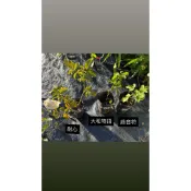7/20 更新 玫瑰組合 茱兒玫瑰小舖 （玫瑰花小苗專區 請聊聊）玫瑰花 植株苗 盆栽