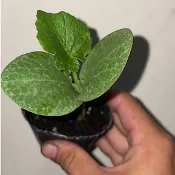 秋冬限定｜滿百出貨｜假日不出貨｜栗子南瓜｜阿成南瓜｜木瓜型南瓜｜2吋盆｜四株一百元