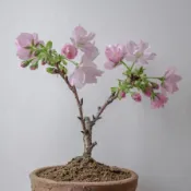 森禾|🌱🌱【櫻花種子】盆栽櫻花種子 矮化微型櫻花 日本櫻花 四季種植 室內易活 盆栽辦公室內觀賞植物