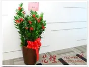 落地金錢樹盆栽~有【招財進寶】的吉祥象徵
