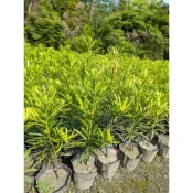 【寬乘職人】羅漢松 3吋袋苗(20-30cm)｜產地直發 招財鎮宅 高級綠籬