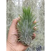 綠房子 空氣鳳梨 卡妮地小精靈（國際）  Tillandsia ionantha conehead 型1