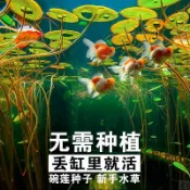 協貿國際日用品生活5館 魚缸水草種籽魚塘布景凈化水質的種孑懶人造景淡水浮萍睡蓮植物種