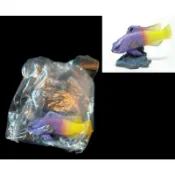 C-27 櫃 ： 藍紋鱸 GRAMMA LORETO 原色海水魚圖鑑 I YUJIN　富貴玩具店