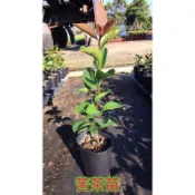 之前缺貨一段時間的「小果苦茶苗」，現在有貨可以出了！ 特價一棵70元黑貓宅配貨到付款
