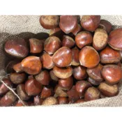 （現貨常溫出貨）帶殼生栗子🌰一箱30台斤