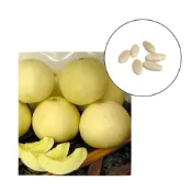 (店+)【蔬菜之家】I06-1.麗銀寶東方甜瓜種子6顆F1 甜瓜 香瓜 梨仔瓜 園藝 種子 水果 種植