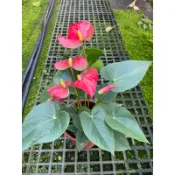 🪴綠植田園🪴火鶴/火鶴花/紅火鶴/6寸盆/開花植物/觀花植物/觀葉植物
